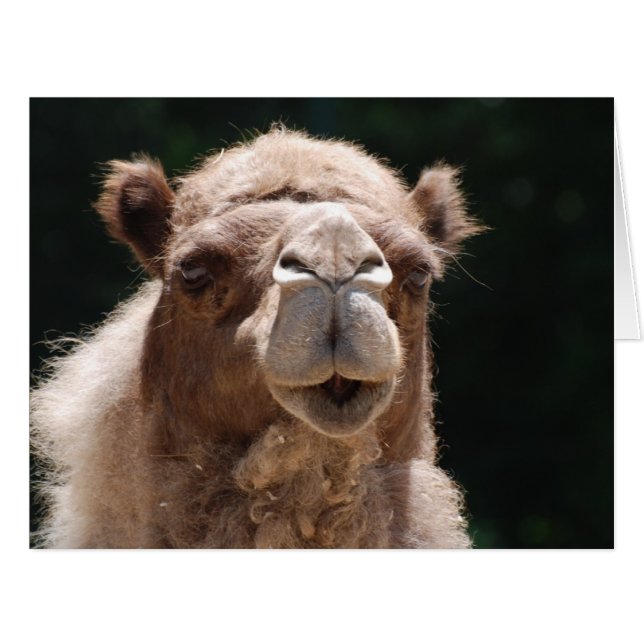 Bold Camel (Vorderseite (Horizontal))