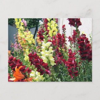 Bold Rocket Snapdragons Postkarte