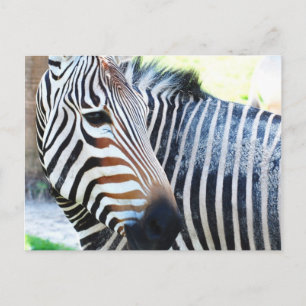 Bold Zebra Postcard Postkarte