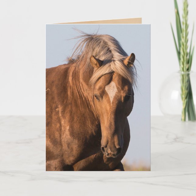 Bolders Grusskarte für das wilde Pferd Karte (Vorderseite)