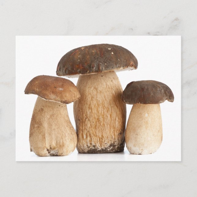 Boletus Edulis Postkarte (Vorderseite)