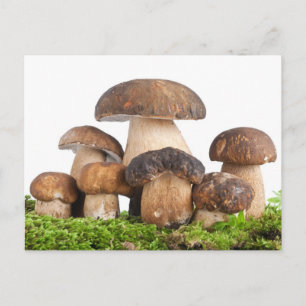Boletus Edulis Postkarte