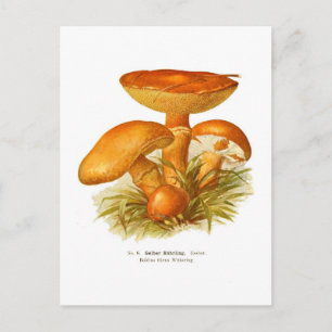 Boletus flavus postkarte