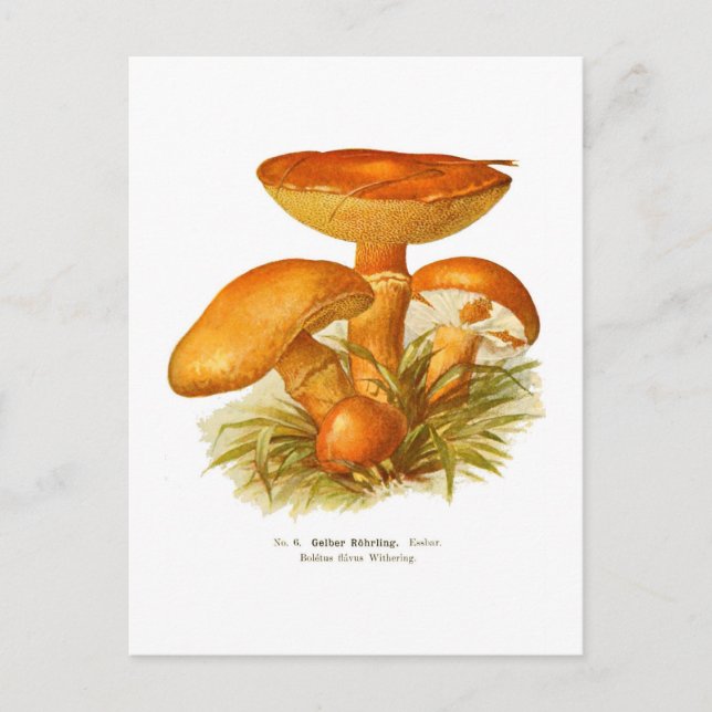 Boletus flavus postkarte (Vorderseite)
