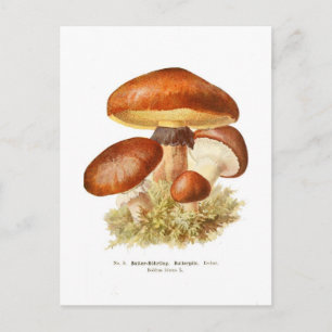Boletus luteus postkarte