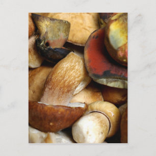 Boletus Postkarte