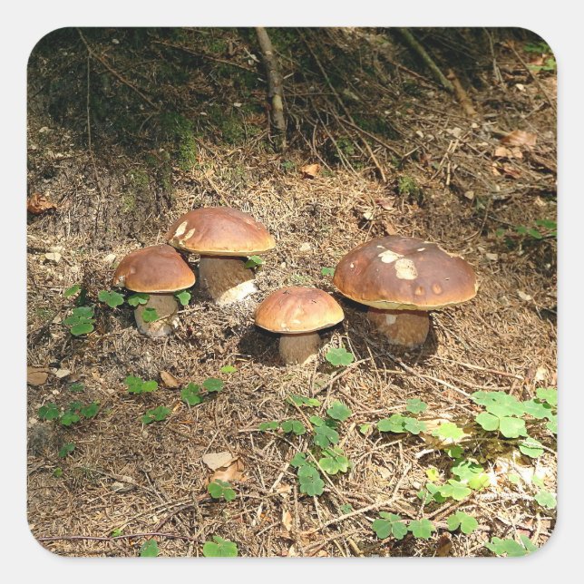 boletus quadratischer aufkleber (Vorderseite)