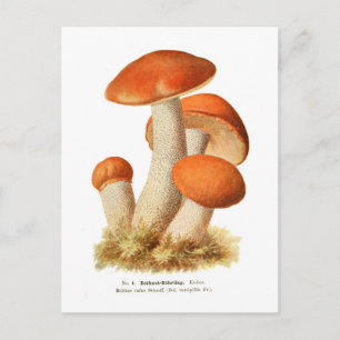 Boletus Rufus Postkarte