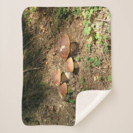 boletus sherpadecke