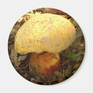 Boletus torosus Magnet de champignons