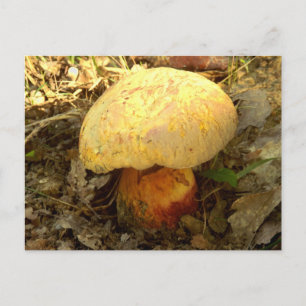Boletus torosus Mushroom Postcard Postkarte