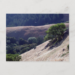 Bolinas Ridge, Kalifornien Postkarte