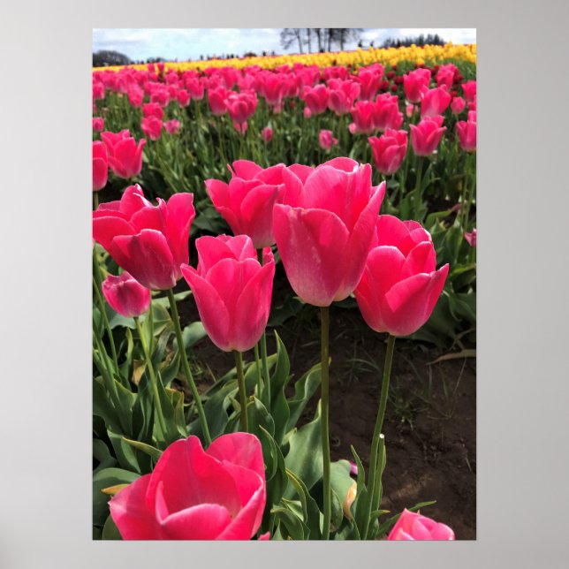 Bolray Price Tulips, Oregon Poster (Vorne)