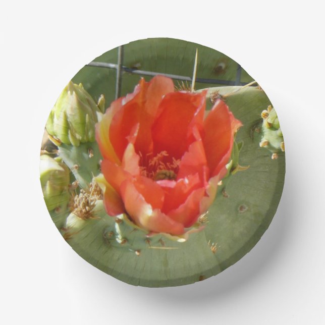 Bols En Carton Cactus Boules en papier pures et belles (Recto)