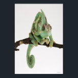 Bolzfarbener Chamäleon mit charakteristischem Char Poster<br><div class="desc">Jemen Chamäleleon sitzt auf Ast vor weißem Hintergrund | Martin Harvey | AssetID: 76314807</div>