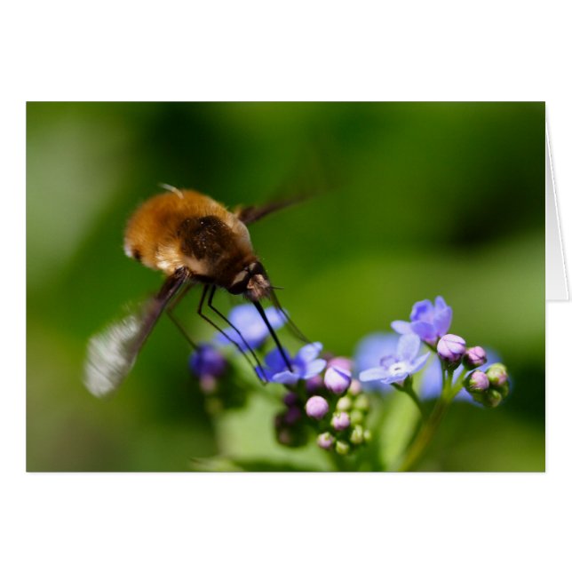 Bombylius major (Vorderseite (Horizontal))