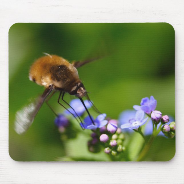 Bombylius major mousepad (Vorne)