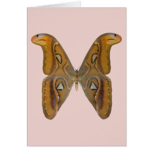 Bombyx atlas