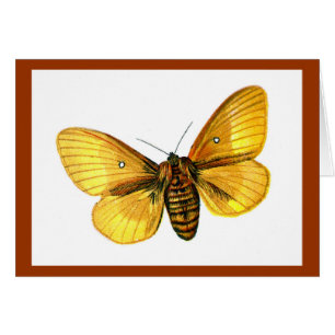 Bombyx quercus weiblich