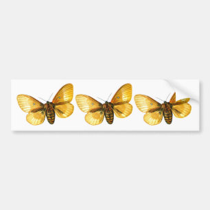 Bombyx quercus weiblich, Bombyx quercus weiblich, Autoaufkleber