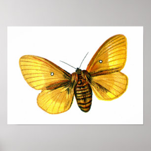 Bombyx quercus weiblich poster