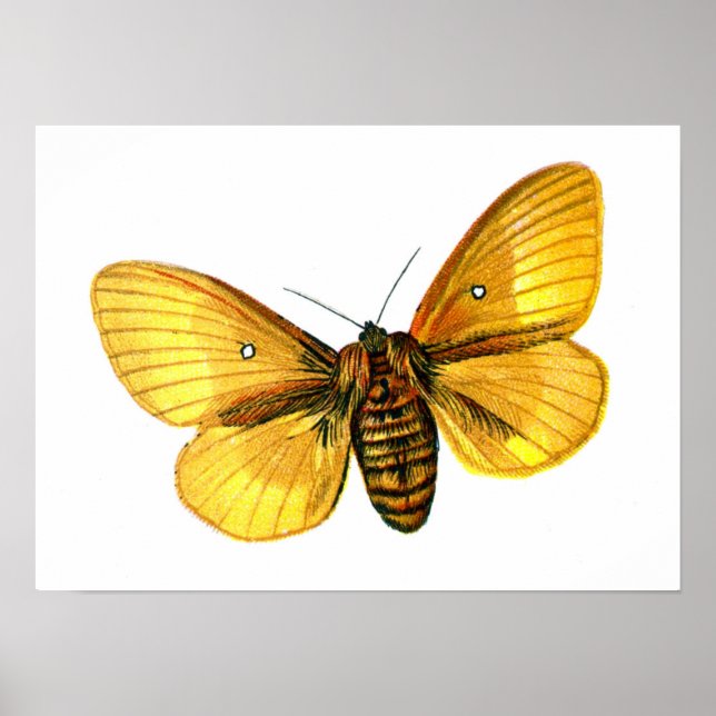 Bombyx quercus weiblich poster (Vorne)