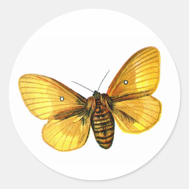 Bombyx quercus weiblich runder aufkleber (Vorderseite)