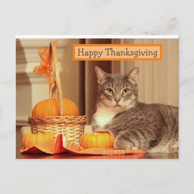Bon thanksgiving avec carte de voeux pour chat (Devant)