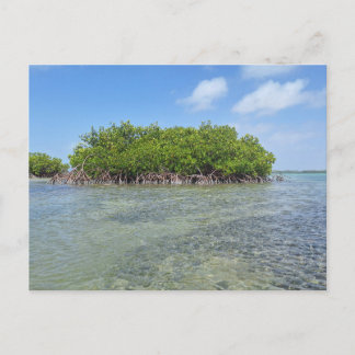 Bonaire Mangrove Postkarte