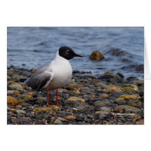 Bonaparte's Gull am Strand