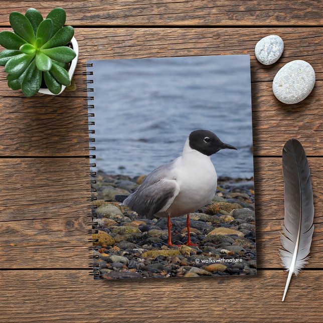 Bonaparte's Gull am Strand Notizblock (Bonaparte's Gull at the Beach Journal Cover Photo)