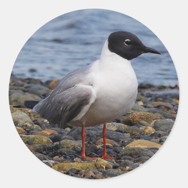 Bonaparte's Gull am Strand Runder Aufkleber (Vorderseite)