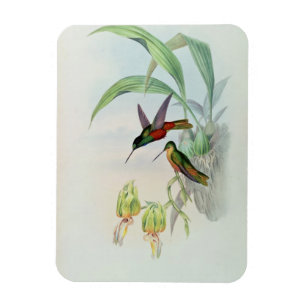 Bonaparte's Star Fronted Hummingbird (farbig beleu Magnet
