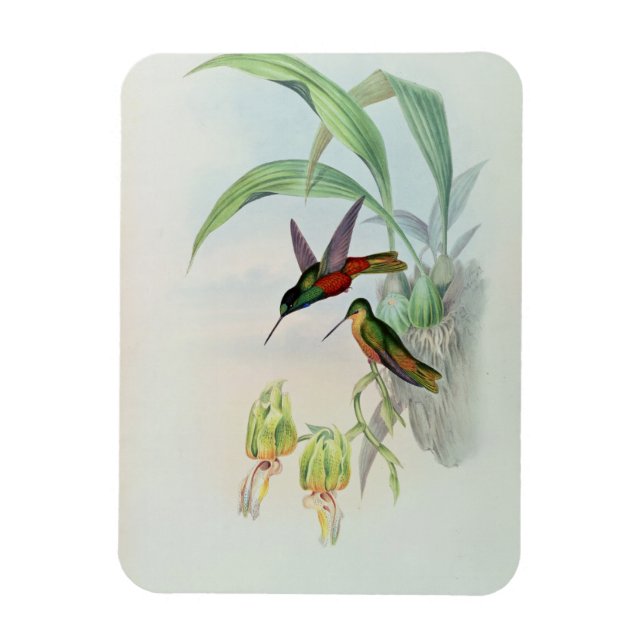 Bonaparte's Star Fronted Hummingbird (farbig beleu Magnet (Vertikal)