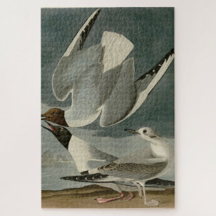 Bonapartian Gull von Audubons Vögeln von Amerika