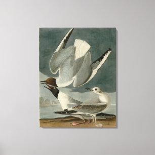 Bonapartian Gull von Audubons Vögeln von Amerika Leinwanddruck