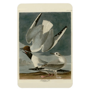 Bonapartian Gull von Audubons Vögeln von Amerika Magnet