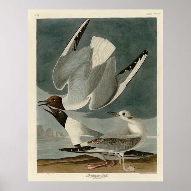 Bonapartian Gull von Audubons Vögeln von Amerika Poster (Vorne)