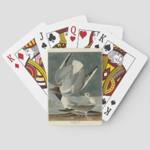 Bonapartian Gull von Audubons Vögeln von Amerika Spielkarten