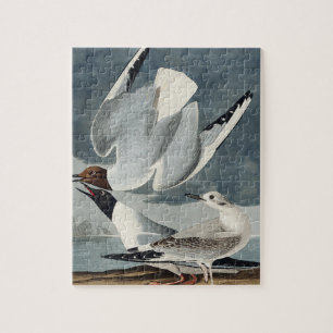 Bonapartian Gull von Vögeln Amerikas
