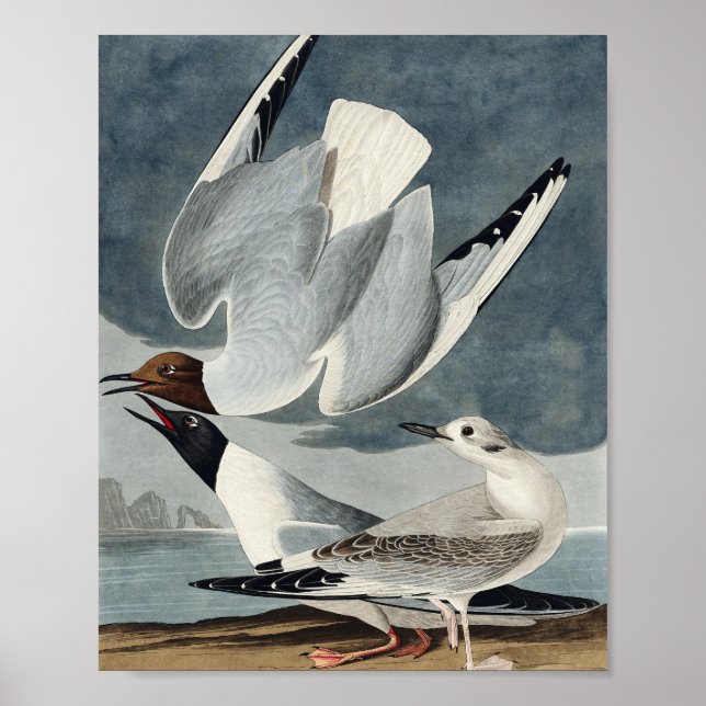 Bonapartian Gull von Vögeln in Amerika Poster (Vorne)