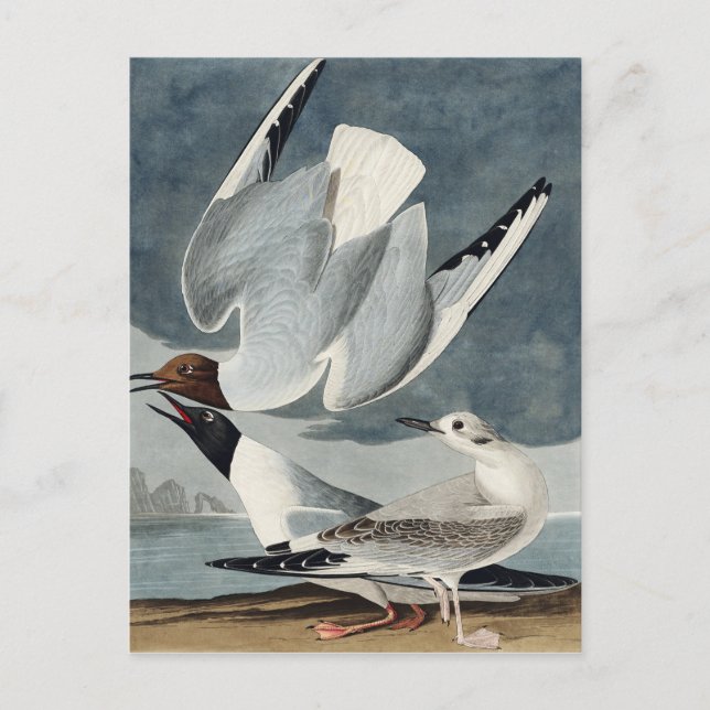 Bonapartian Gull von Vögeln in Amerika Postkarte (Vorderseite)