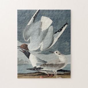 Bonapartian Möwe aus Birds of America