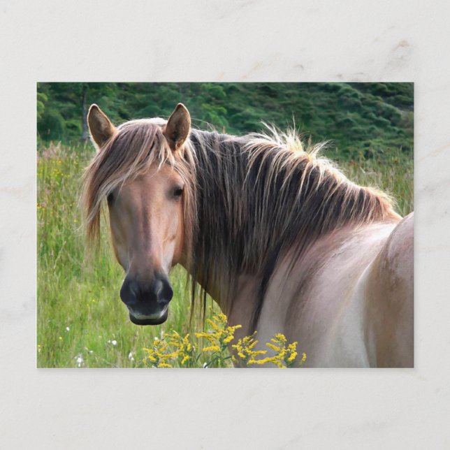 "Bonar" Highland Pony Postcard Postkarte (Vorderseite)