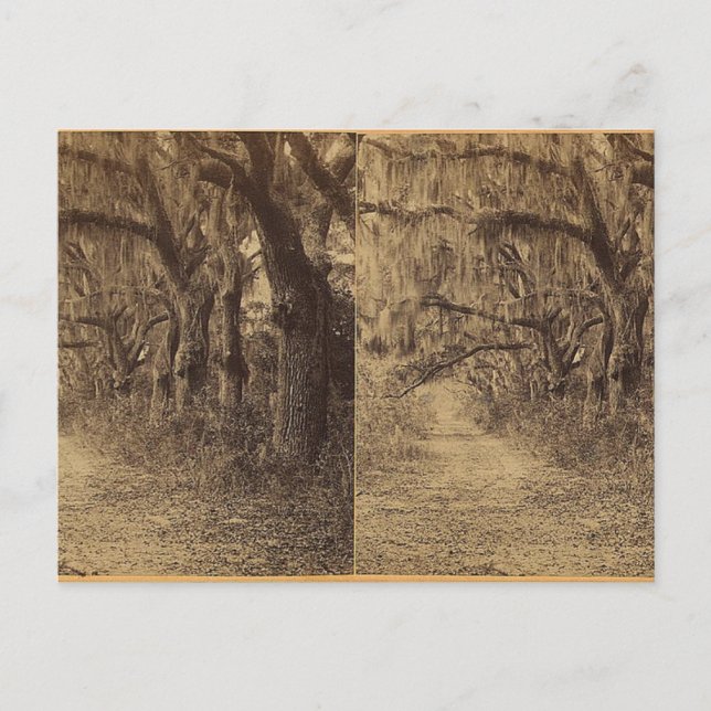 Bonaventura Friedhof, Savannah, Ga. c) 1863 Postkarte (Vorderseite)