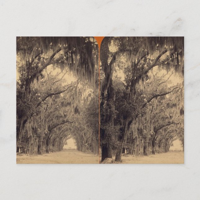 Bonaventure Friedhof, Savannah, Ga c. 1887 Postkarte (Vorderseite)