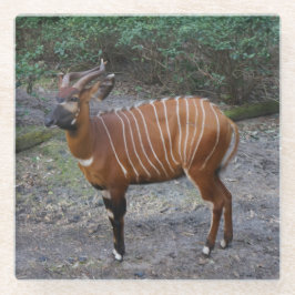 Bongo (Antelope) Untersetzer aus Glas
