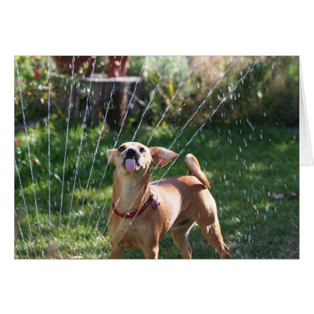 Bonheur (Devant horizontal)