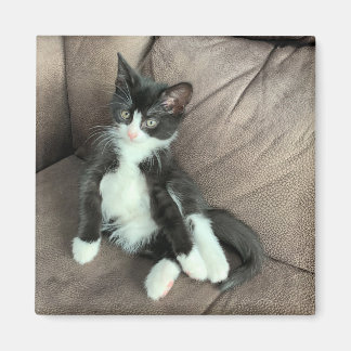 Bonheur Kitten Magnet