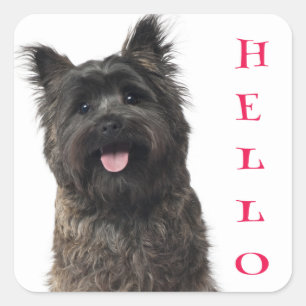 Bonjour Cairn Terrier Stickers Chien Chien Chien C